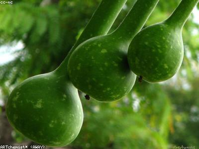 Bottle Gourd (Loki)