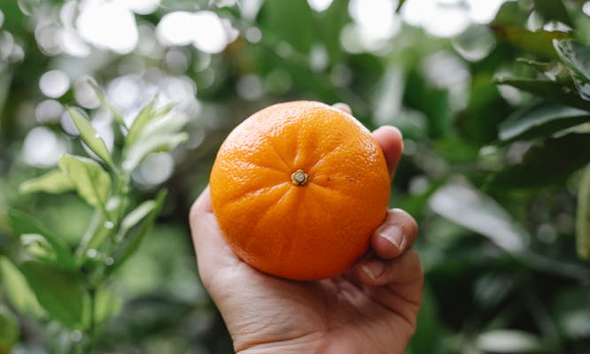 Bell Pepper (Capsicum)