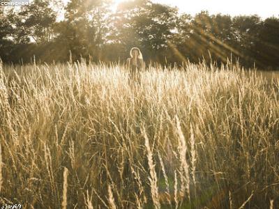 Wheat Seeds (Gandum)
