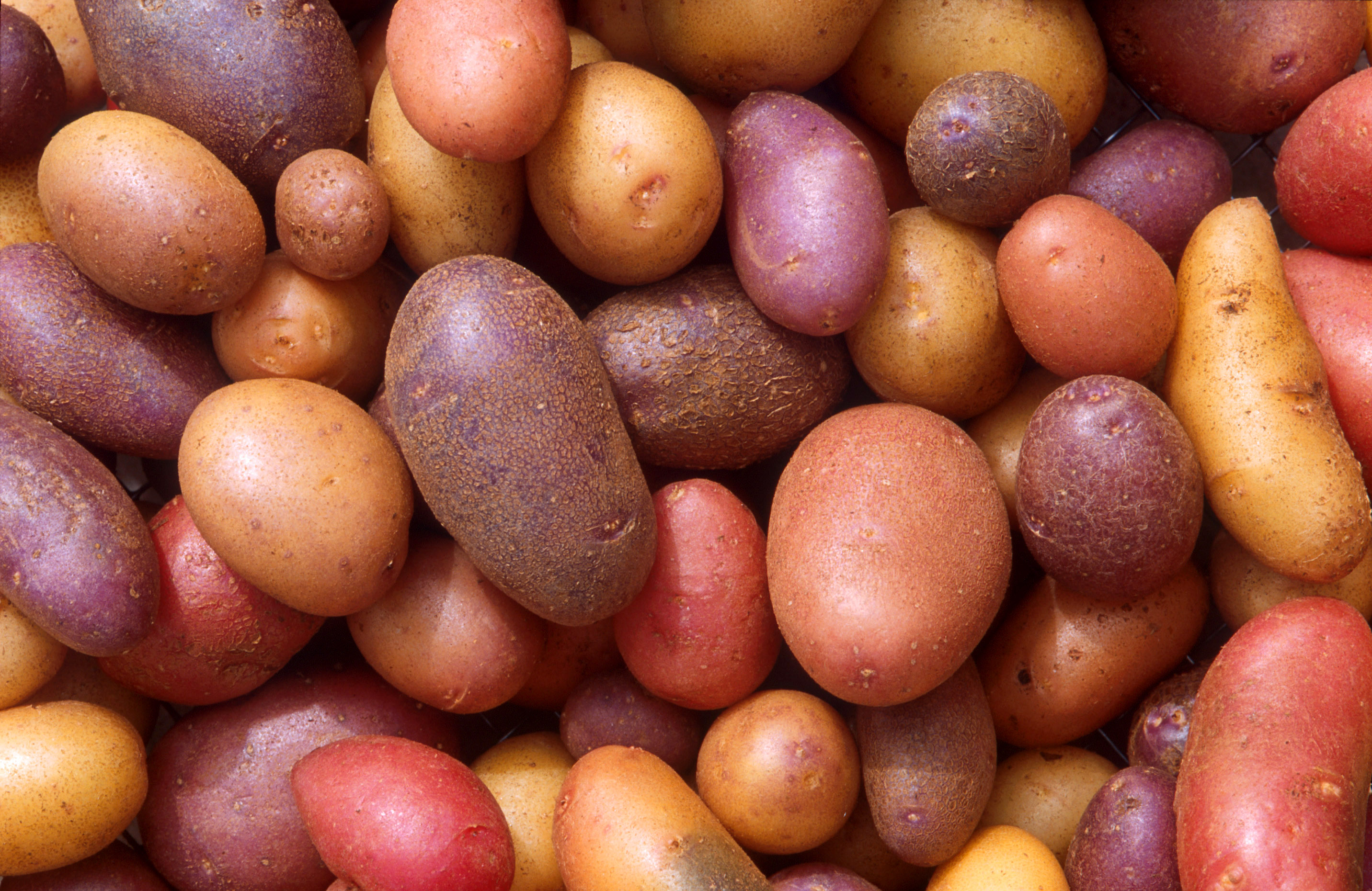 White Potato